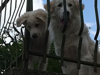 maremman abruzzese shepherd dog